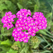 Pink Beauty Achillea Seeds