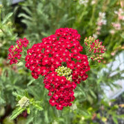 Red Beauty Achillea Seeds