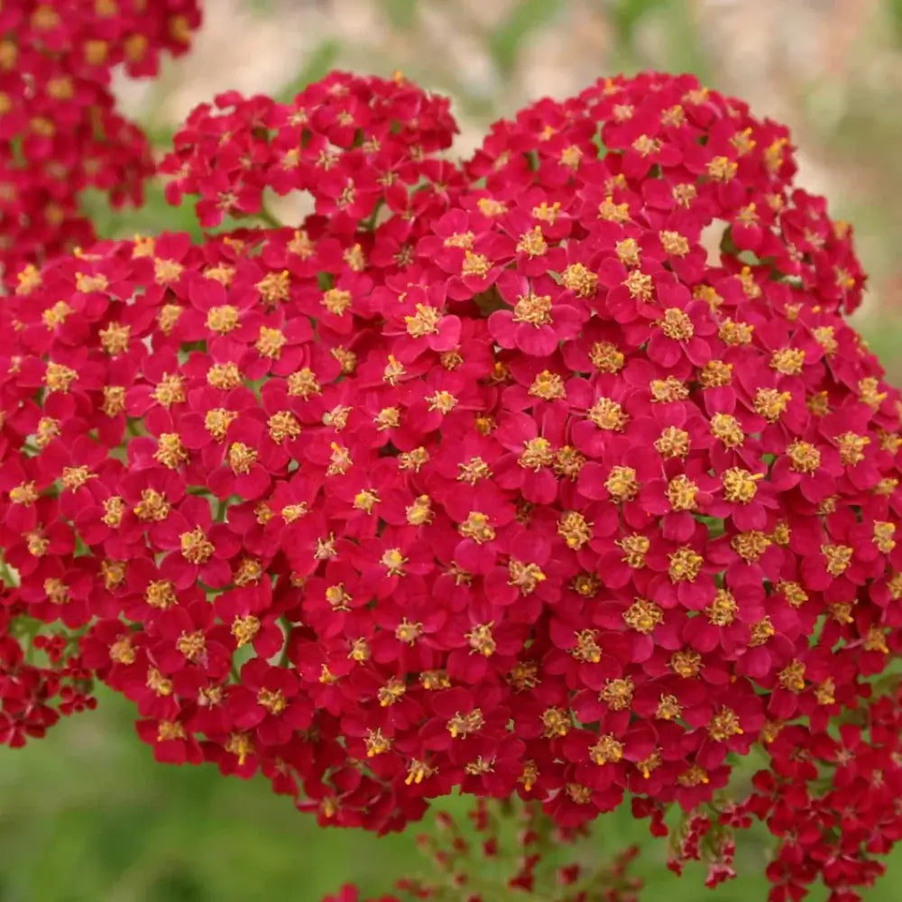 Red Beauty Achillea Seeds