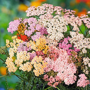 Summer Pastels Achillea Seeds
