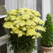 Sunny Bright Yellow Achillea Seeds
