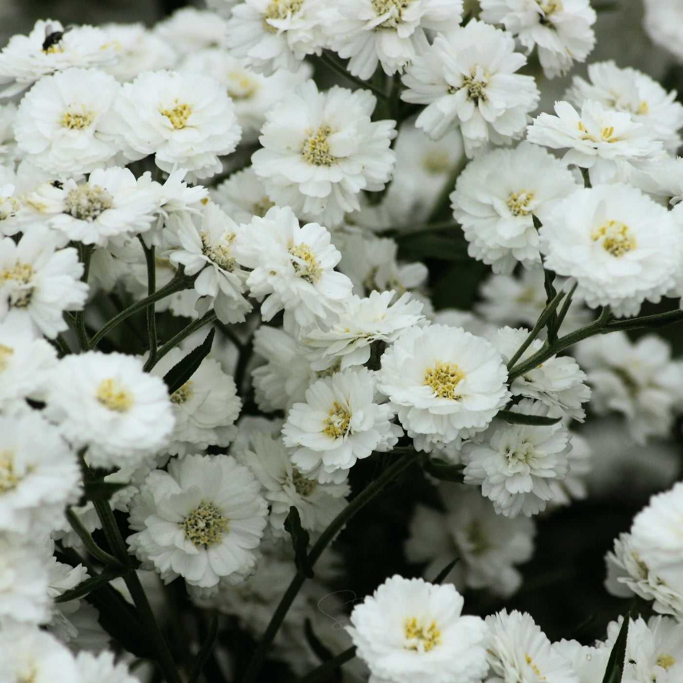 The Pearl Achillea Seeds
