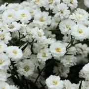 The Pearl Achillea Seeds