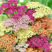 Summer Pastels Achillea Seeds