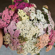 Summer Pastels Achillea Seeds