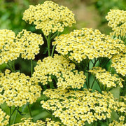 Sunny Bright Yellow Achillea Seeds