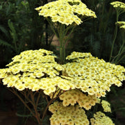 Sunny Bright Yellow Achillea Seeds