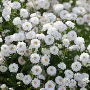 The Pearl Achillea Seeds