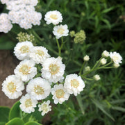 The Pearl Achillea Seeds