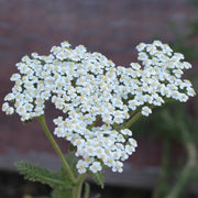 Blue Yarrow Seeds