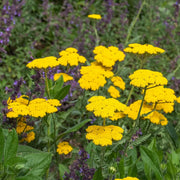 Gold Bright Yellow Achillea Seeds