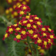 Bright Yellow and Red Achillea Seeds