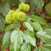 Sindoor Seeds, Bixa orellana Plant Seeds