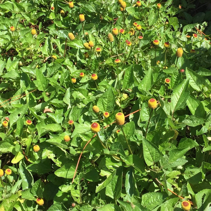 Acmella Oleracea Seeds