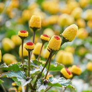 Acmella Oleracea Seeds