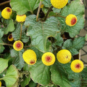 Acmella Oleracea Seeds