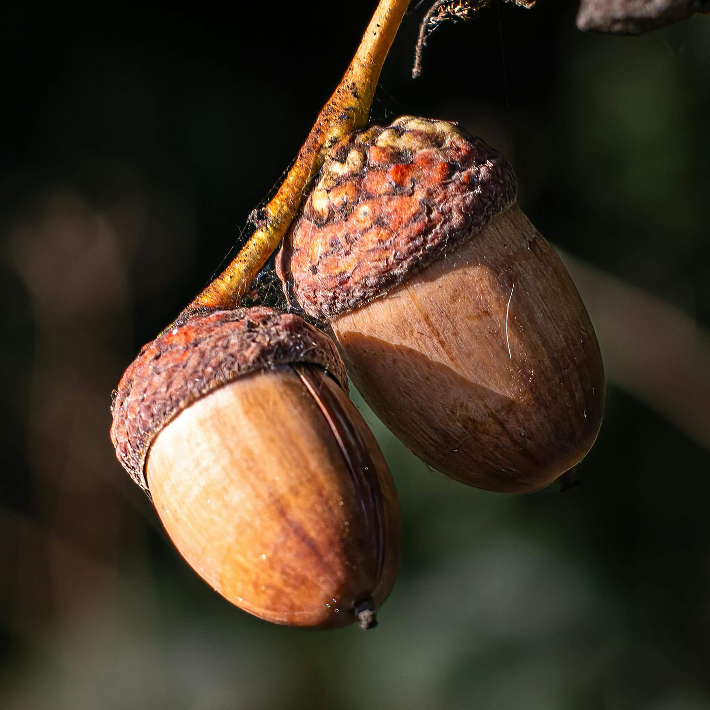 Oak Tree Acorn Seeds