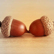 Oak Tree Acorn Seeds