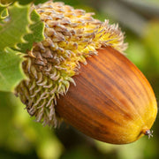 Oak Tree Acorn Seeds