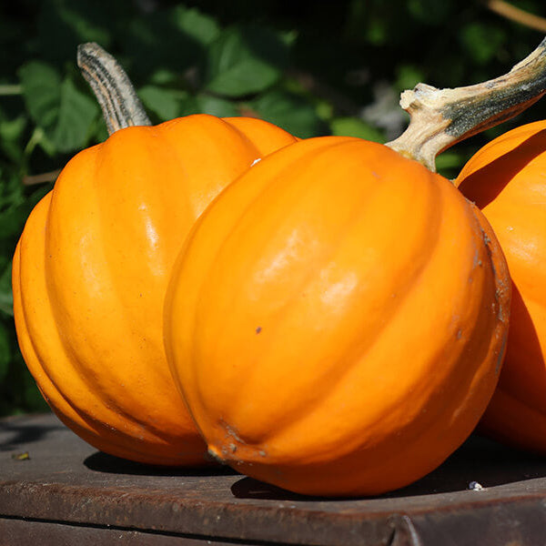 Table Gold Acorn Squash Seeds
