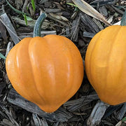 Table Gold Acorn Squash Seeds