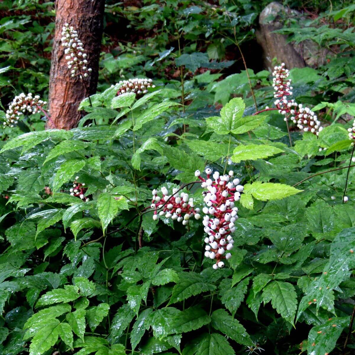Actaea Pachypoda Doll's Eyes Seeds, Herbal