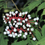 Actaea Pachypoda Doll's Eyes Seeds, Herbal