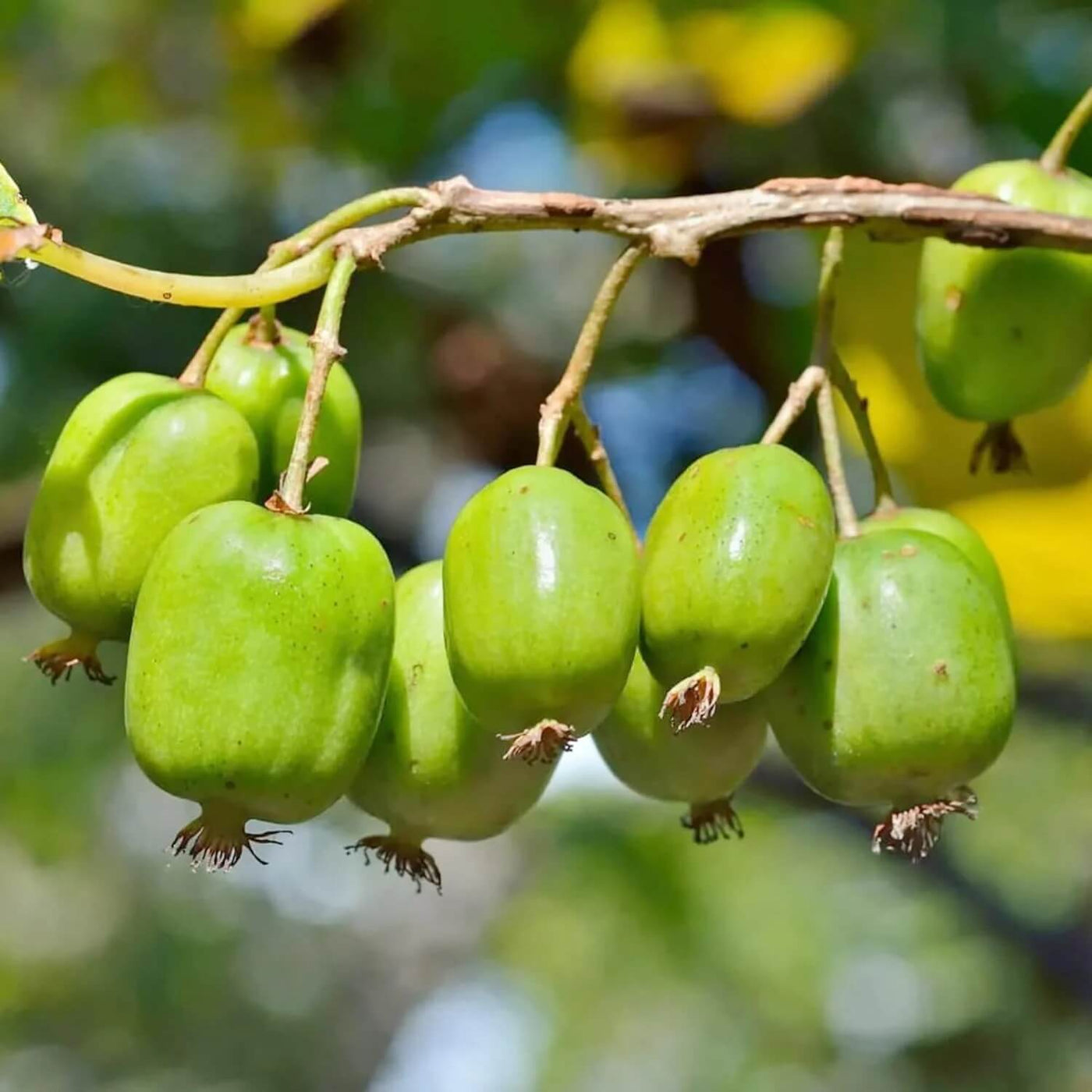 Hardy Kiwi Vine Actinidia arguta Seeds