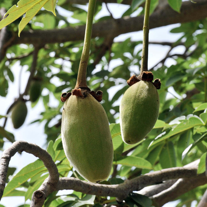 Adansonia Digitata Baobab Seeds