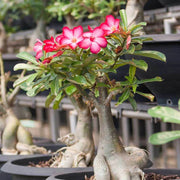 Adenium Obesum Succulent Desert Rose Seeds