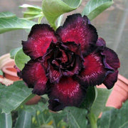 Black Adenium Seeds