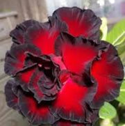 Black Adenium Seeds