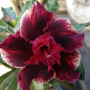 Burgundy Adenium Seeds