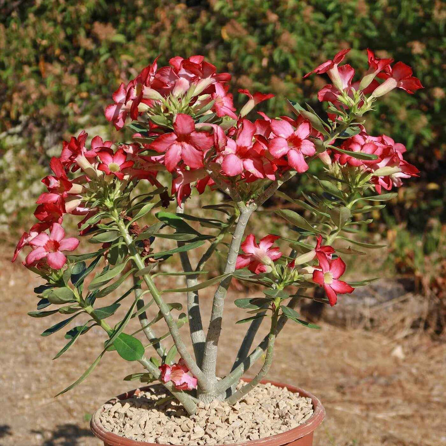 Adenium Obesum Desert Rose Seeds