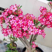 Adenium Obesum Desert Rose Seeds