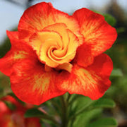 Orange Adenium Seeds