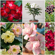 Adenium Seeds - All In One For Home Gardens