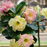 Adenium Seeds - All In One For Home Gardens