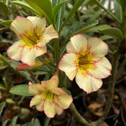 Adenium Seeds - Flower Plant for Home Gardens