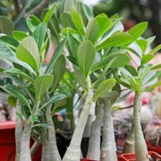 Adenium Seeds - All In One For Home Gardens