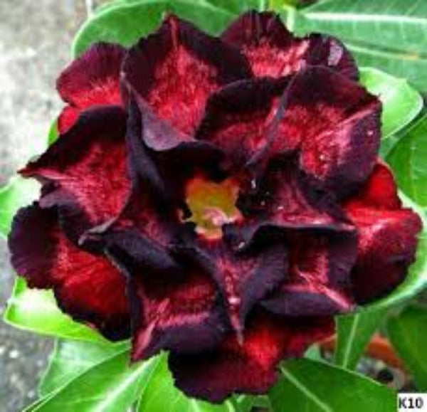 Black Red Adenium Seeds