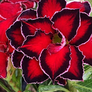 Black Red Adenium Seeds