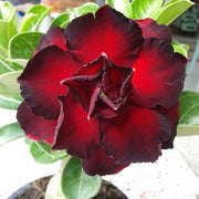 Black Red Adenium Seeds