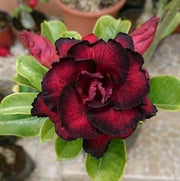 Black Adenium Seeds