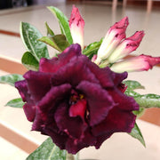 Burgundy Adenium Seeds
