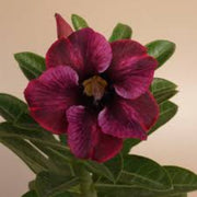Burgundy Adenium Seeds
