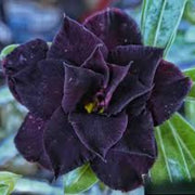 Dark Purple Adenium Seeds