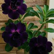 Dark Purple Adenium Seeds