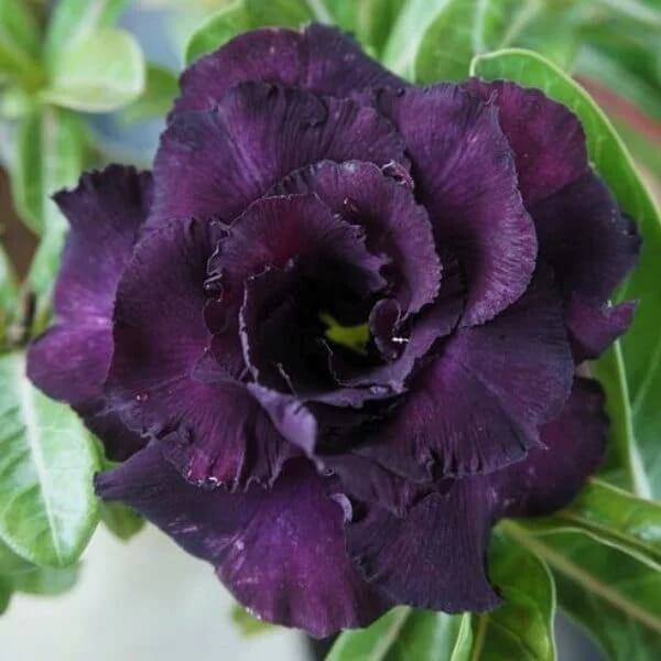 Dark Purple Adenium Seeds