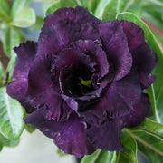 Dark Purple Adenium Seeds